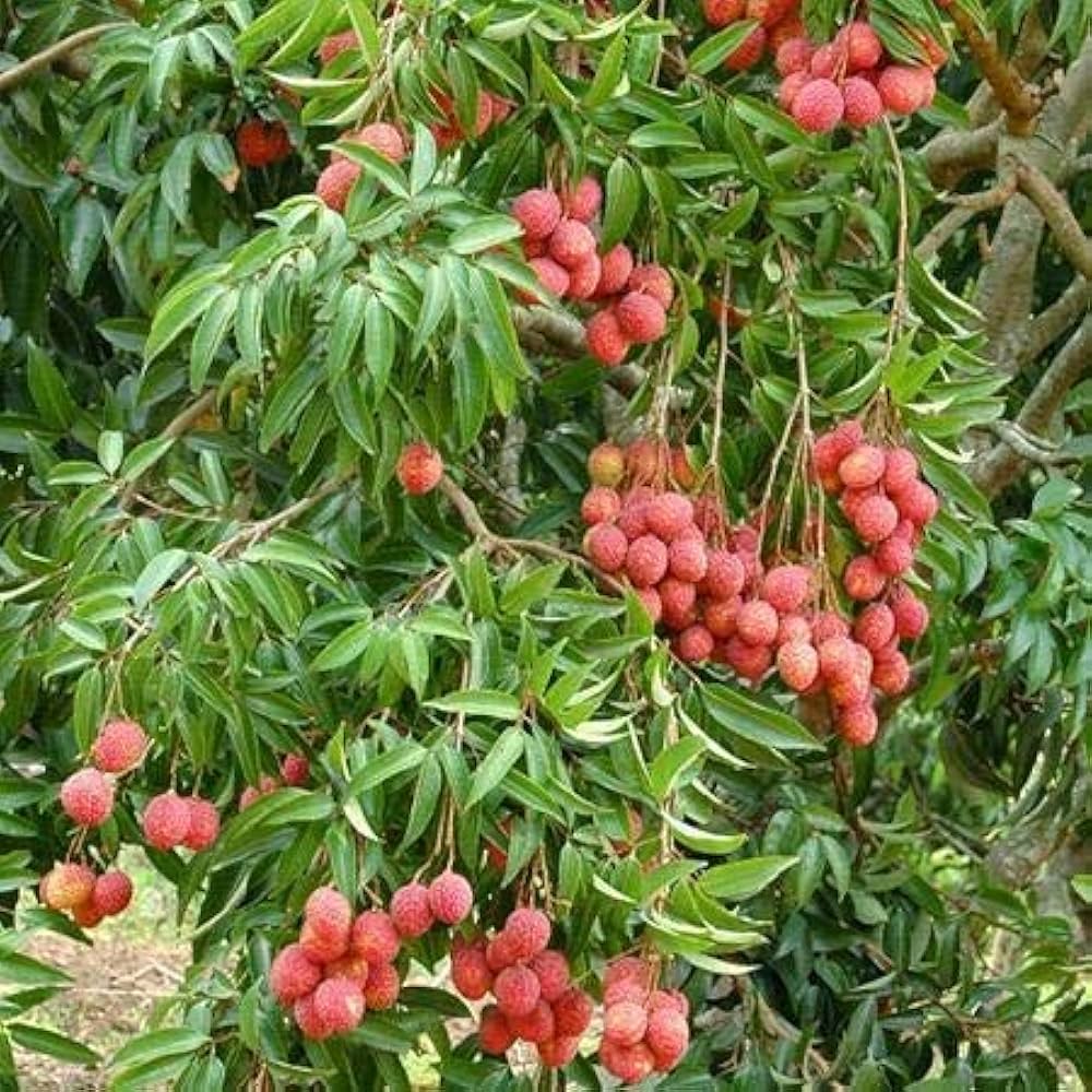 Lichi